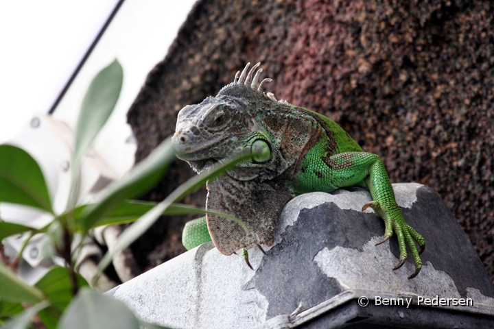 Gron Leguan 1.jpg - Grøn Leguan (Iguana iguana)